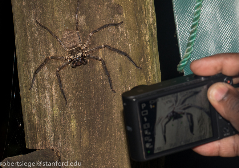 photographing spider